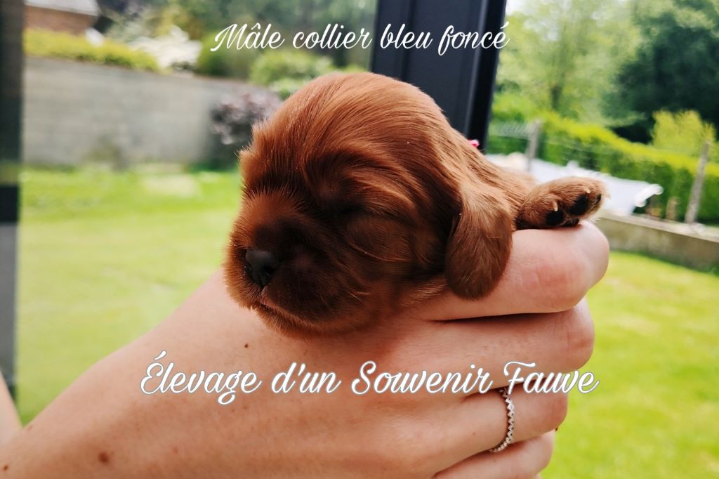 D'un Souvenir Fauve - Cavalier King Charles Spaniel - Portée née le 18/05/2019