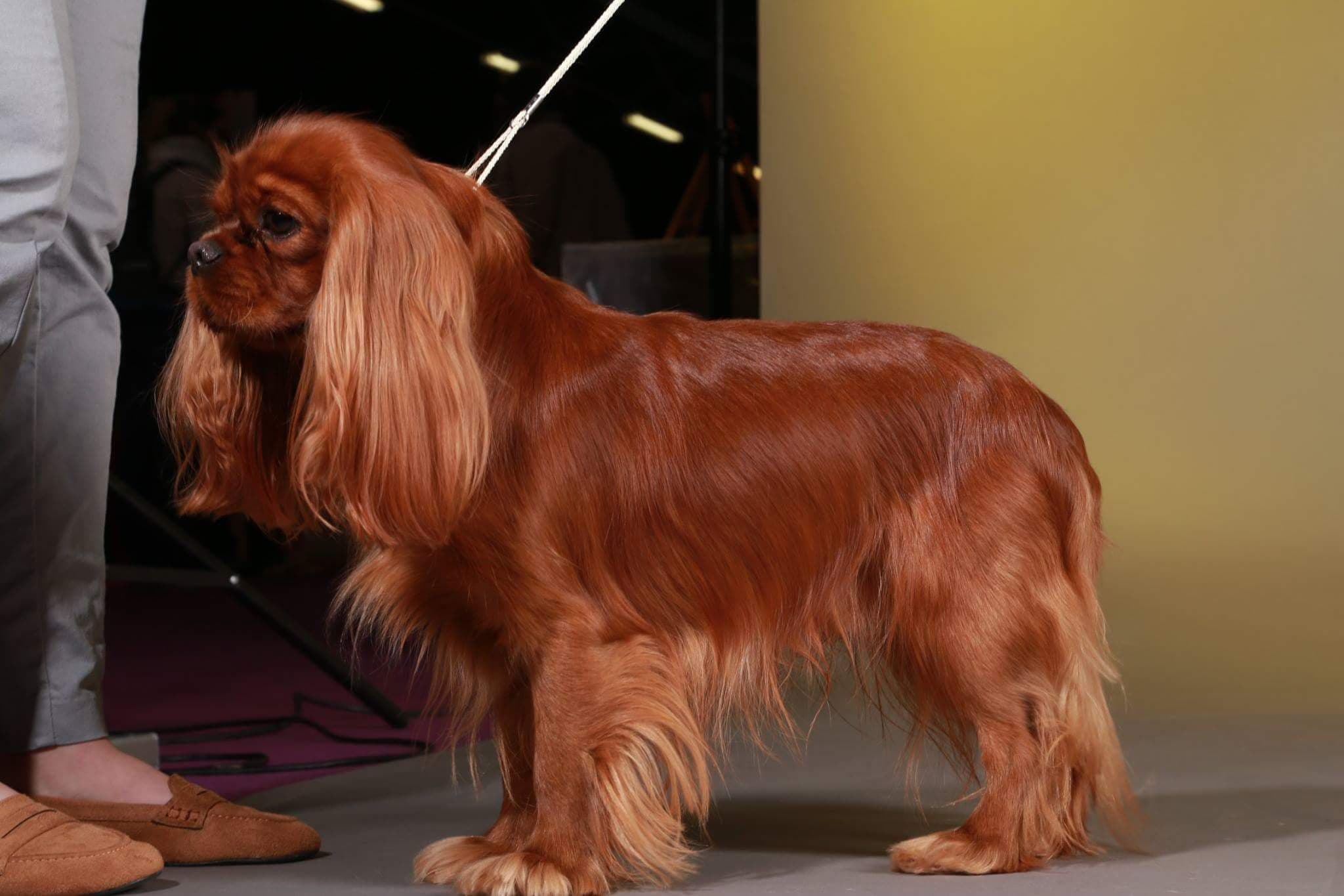 Izzy De La Maison D'herbouville
