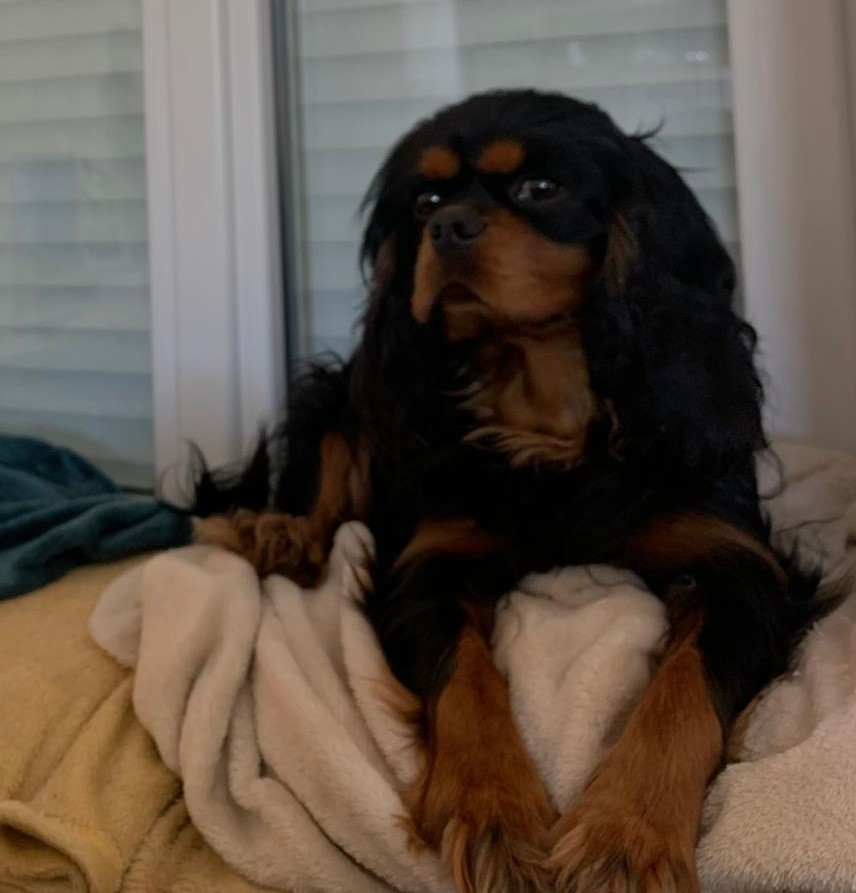 Re'noir du royaume des cavaliers valaisans