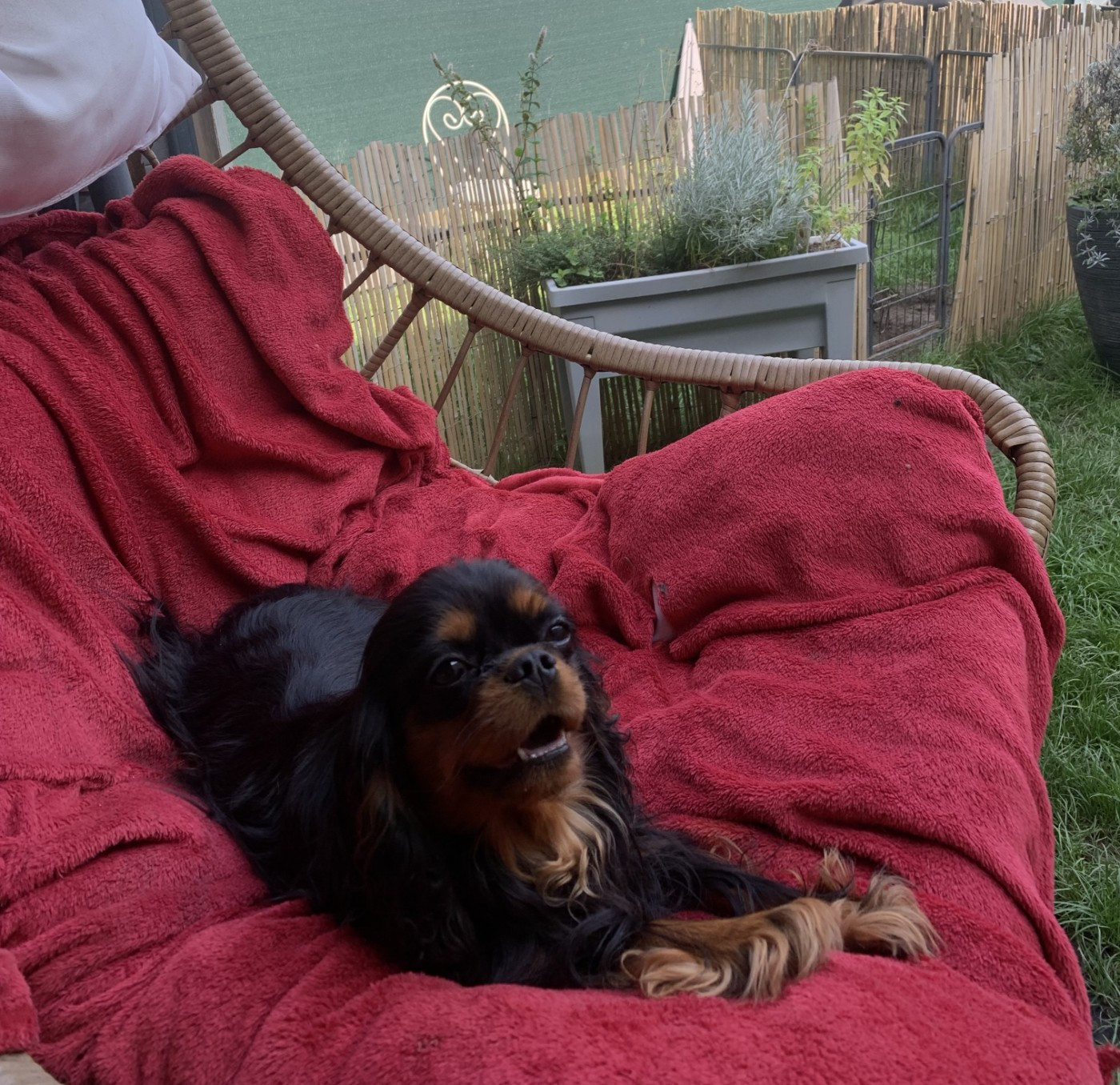 Taîra D'un Souvenir Fauve