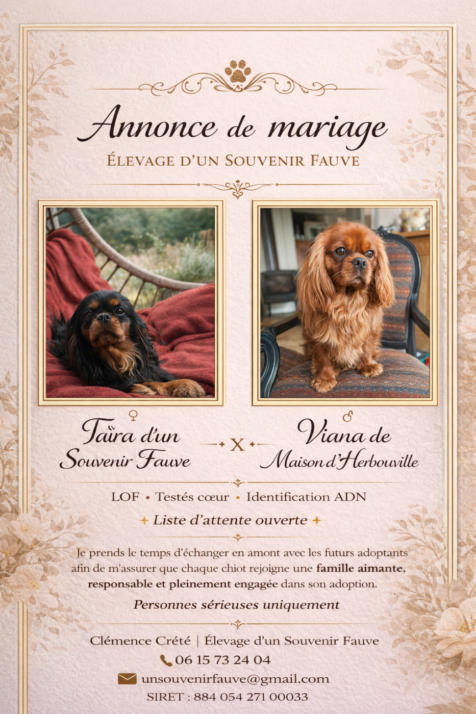 Une nouvelle portée à venir à l élevage