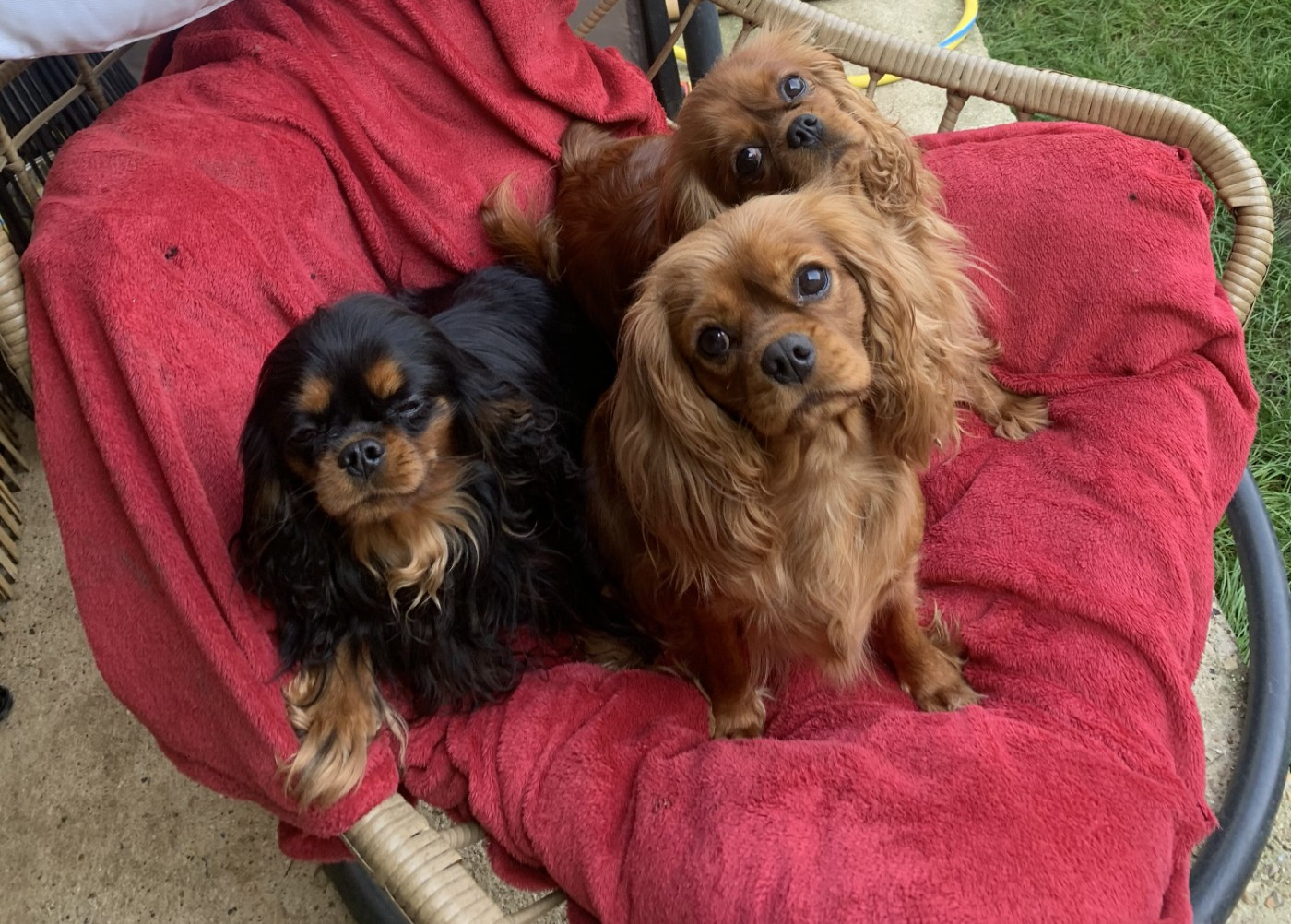 Turquoise, Taîra et Sweetie