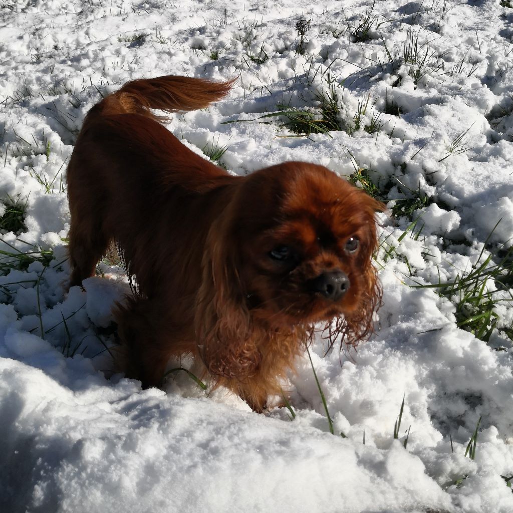 Dans la neige 