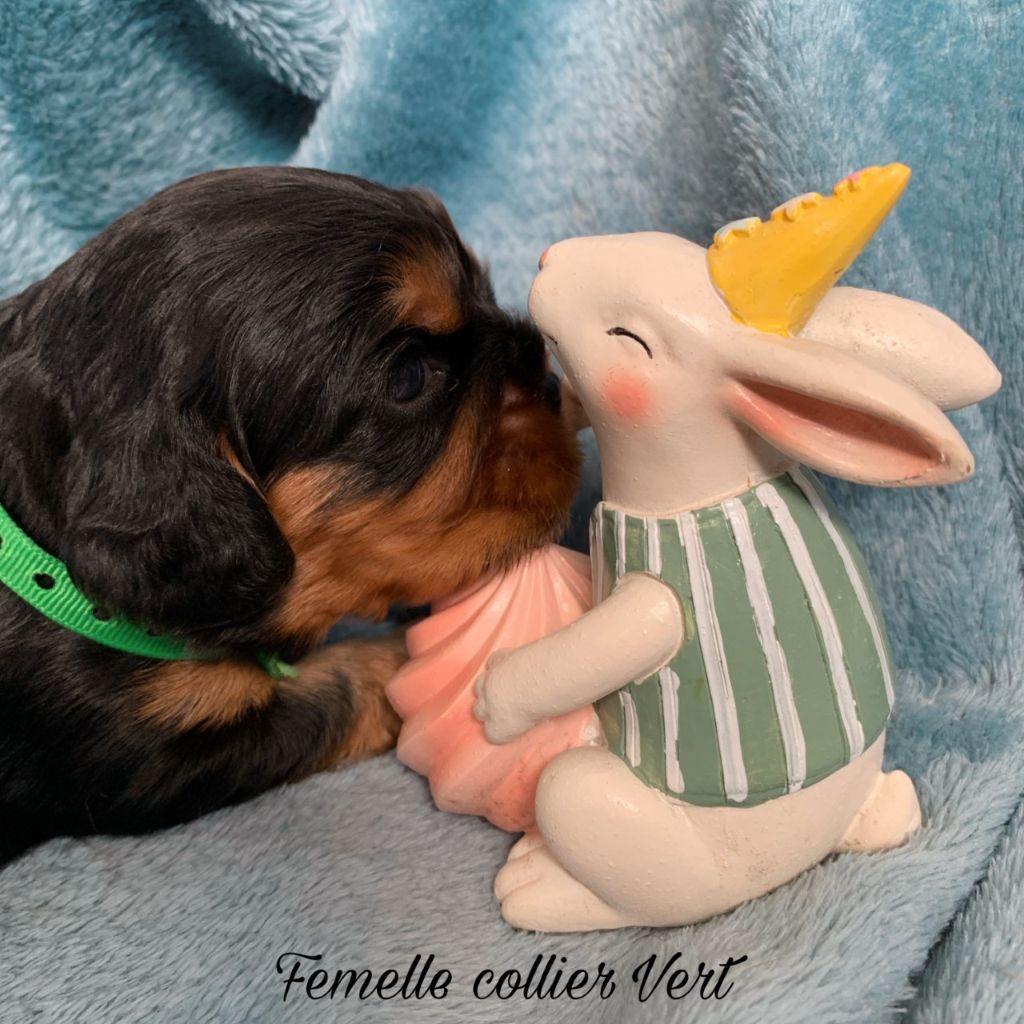 D'un Souvenir Fauve - Chiots disponibles - Cavalier King Charles Spaniel