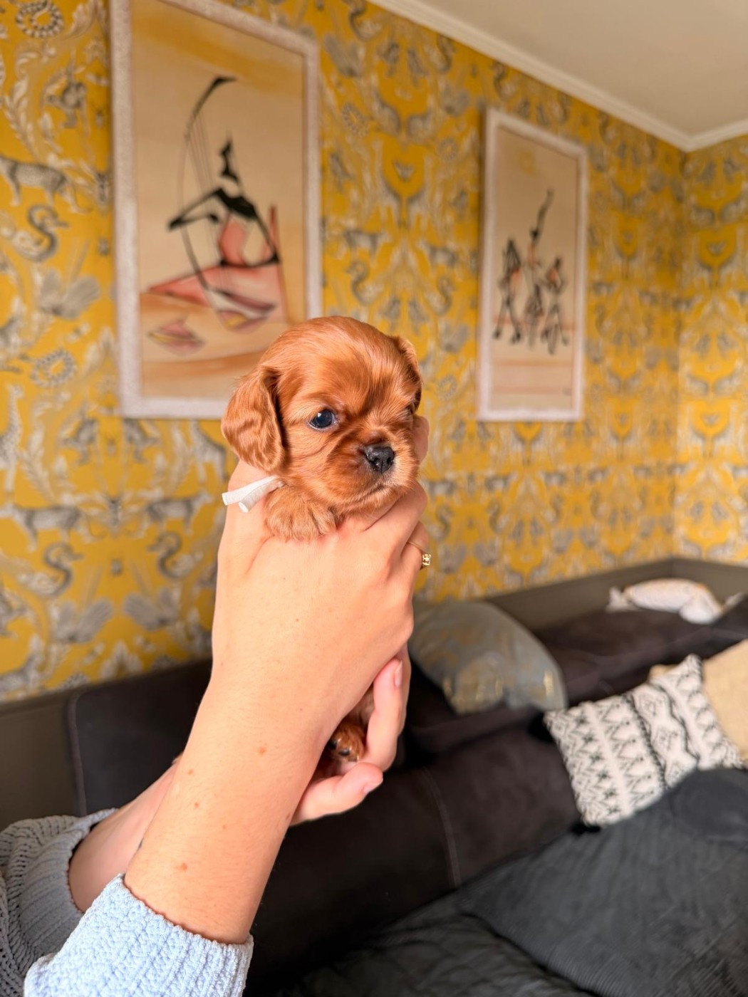 D'un Souvenir Fauve - Chiots disponibles - Cavalier King Charles Spaniel
