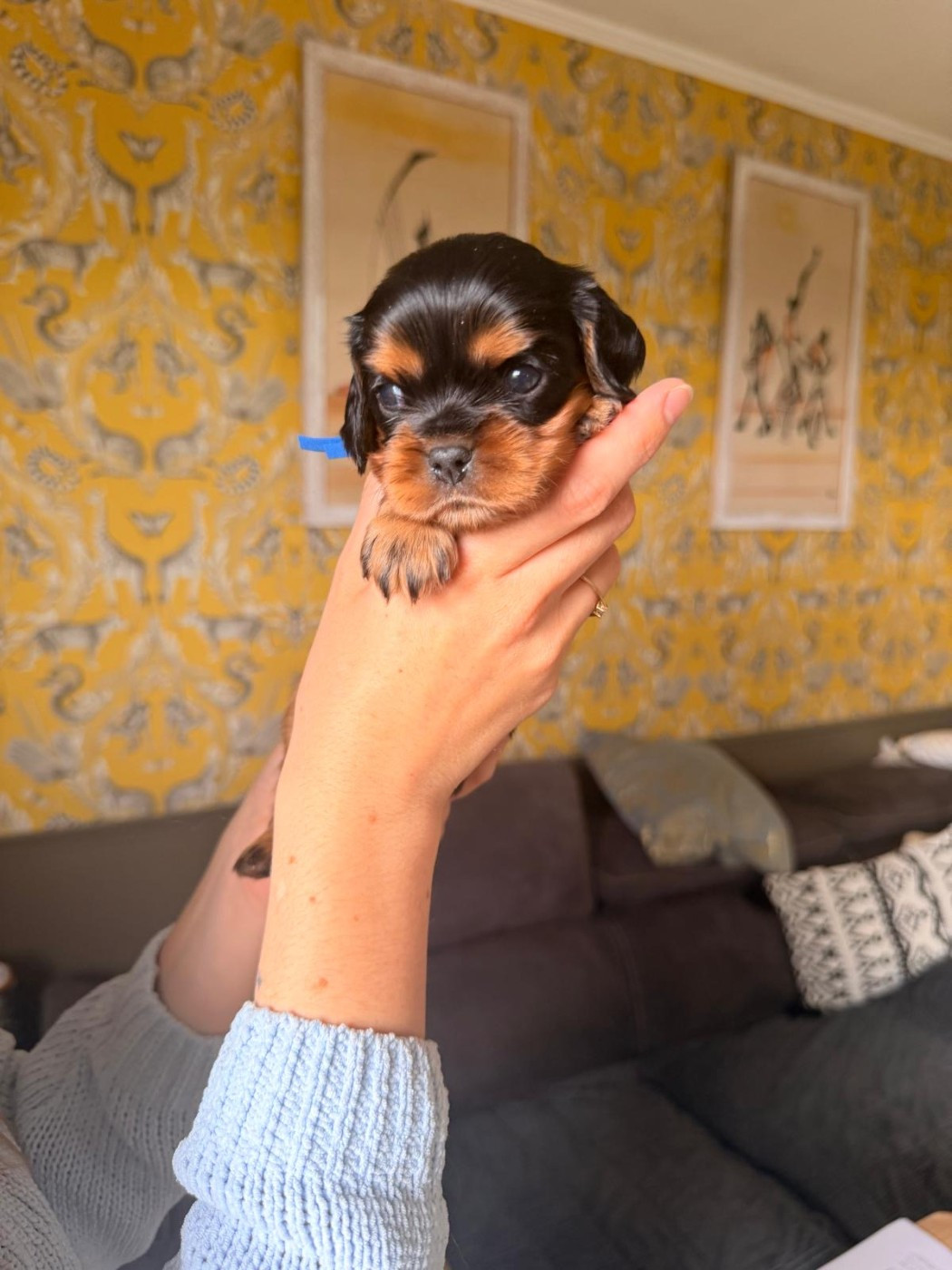 D'un Souvenir Fauve - Chiots disponibles - Cavalier King Charles Spaniel