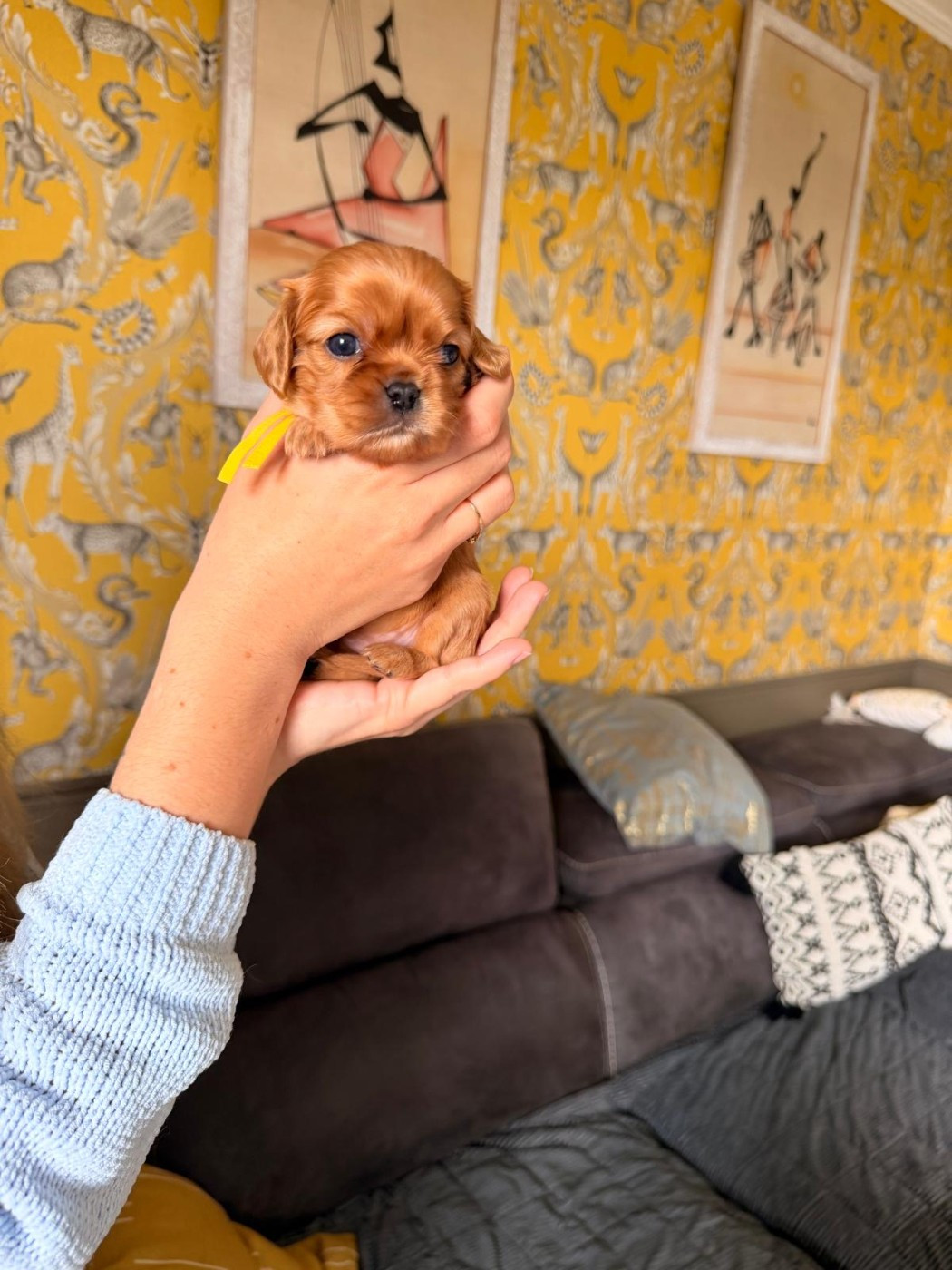 D'un Souvenir Fauve - Chiots disponibles - Cavalier King Charles Spaniel