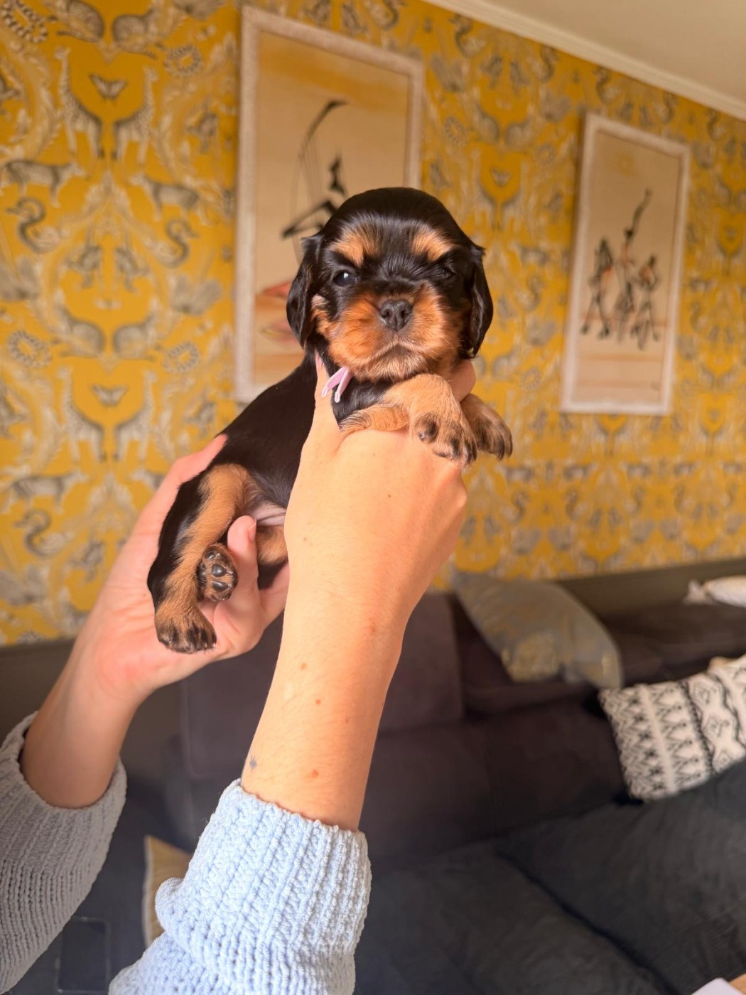 D'un Souvenir Fauve - Chiots disponibles - Cavalier King Charles Spaniel