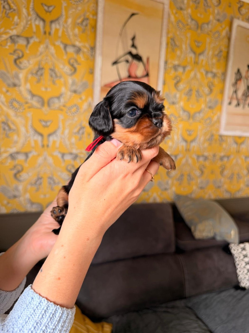 D'un Souvenir Fauve - Chiots disponibles - Cavalier King Charles Spaniel