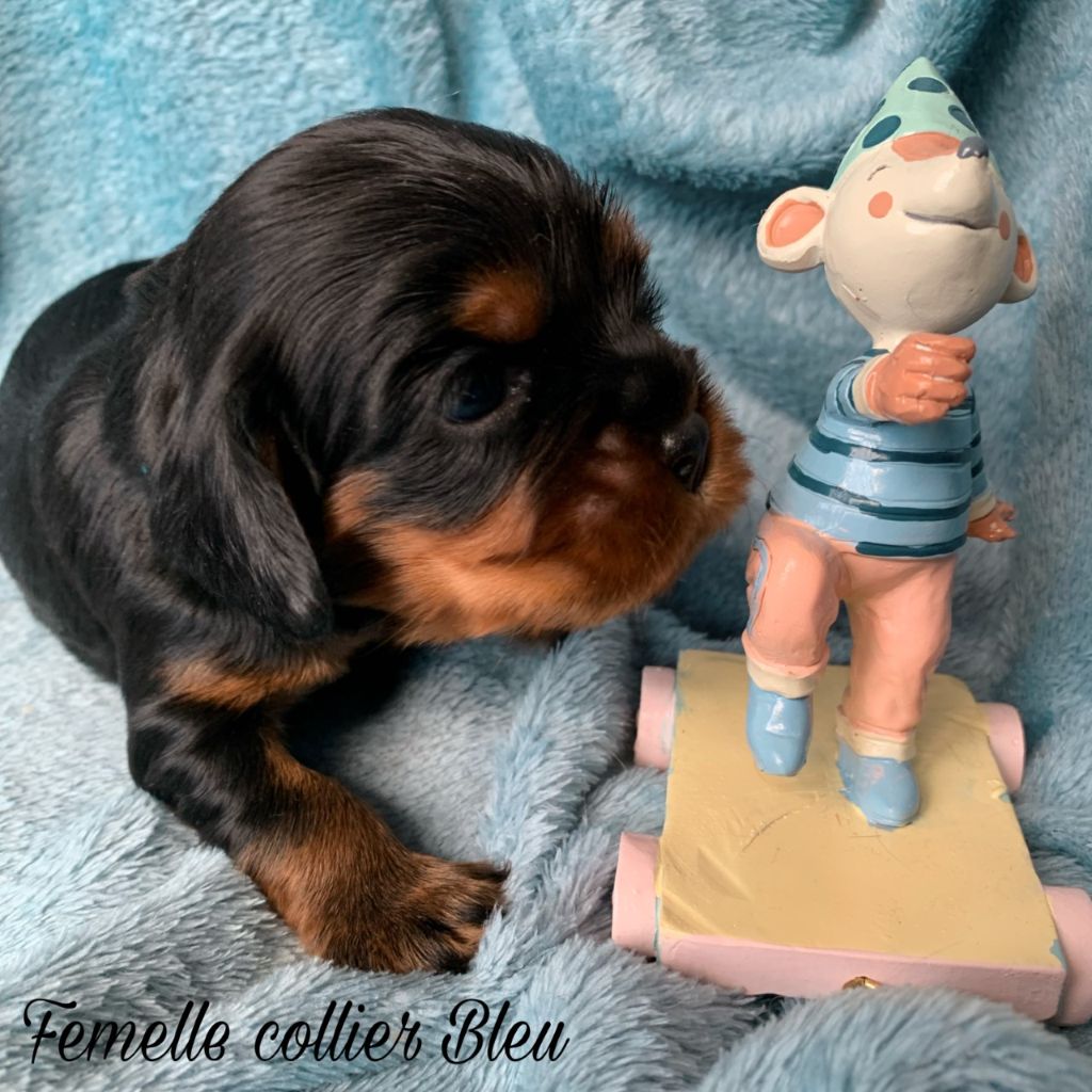 D'un Souvenir Fauve - Chiots disponibles - Cavalier King Charles Spaniel