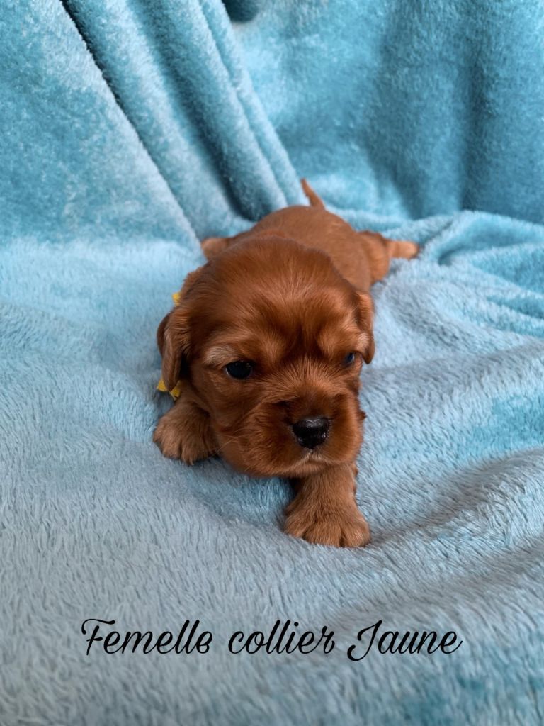 Chiot Cavalier King Charles Spaniel D'un Souvenir Fauve