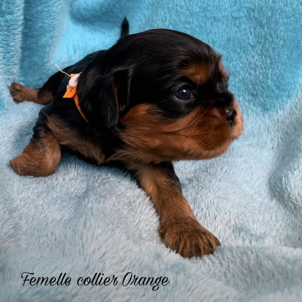 D'un Souvenir Fauve - Chiots disponibles - Cavalier King Charles Spaniel