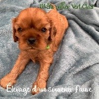 Male Collier Vert Clair