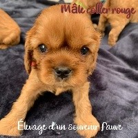 Male Collier Rouge