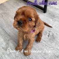 Femelle Collier Violet