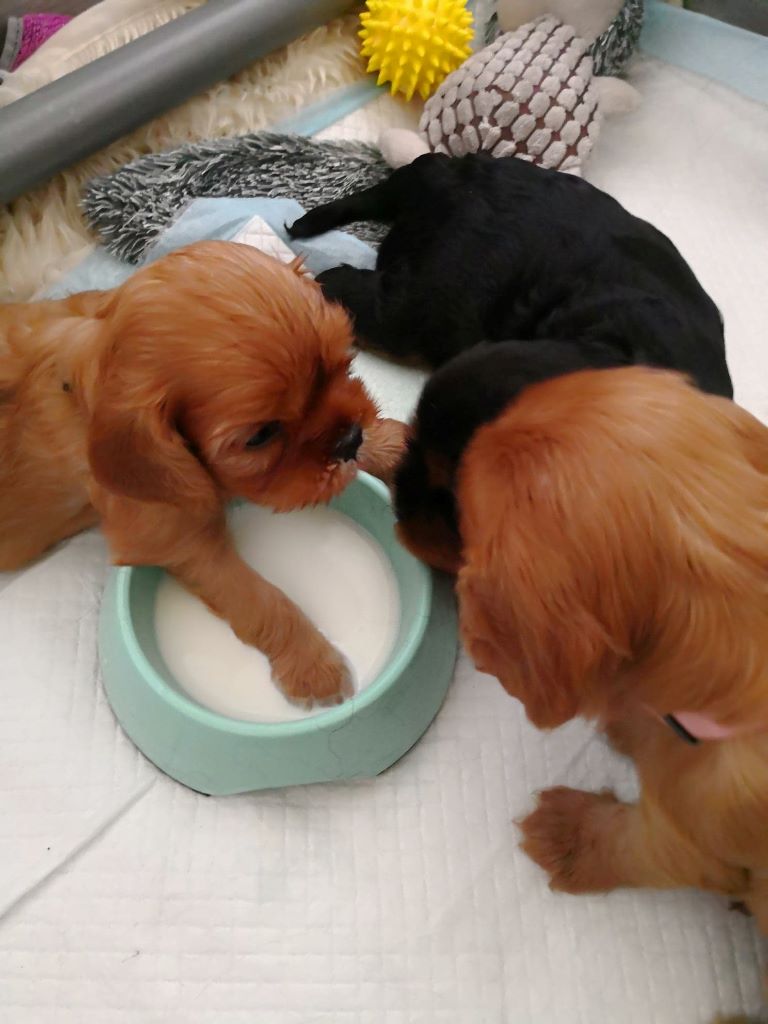 D'un Souvenir Fauve - Cavalier King Charles Spaniel - Portée née le 05/04/2018