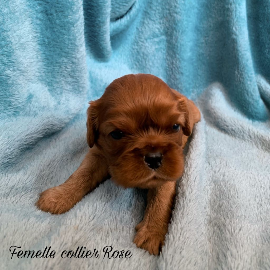 D'un Souvenir Fauve - Chiots disponibles - Cavalier King Charles Spaniel