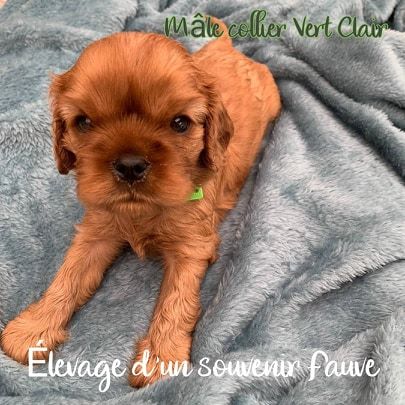 D'un Souvenir Fauve - Cavalier King Charles Spaniel - Portée née le 10/04/2020